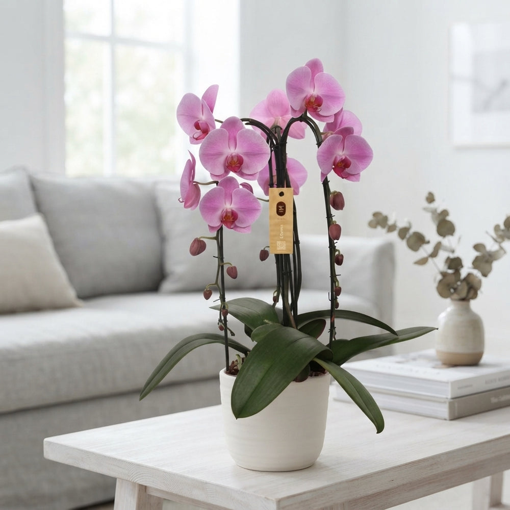 Pink Phalaenopsis Orchid – 3 Stem, 21cm Pot