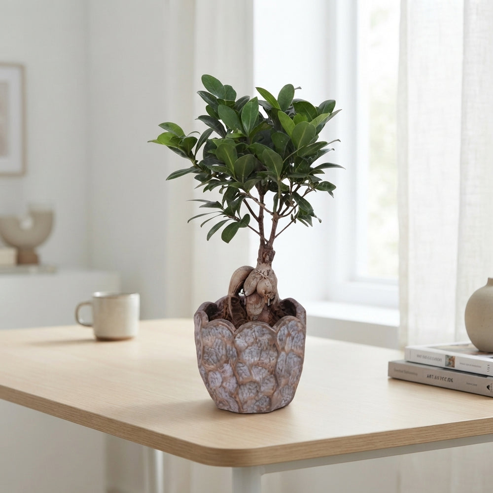 Ficus Ginseng Bonsai (Ficus microcarpa) – 12cm Pot