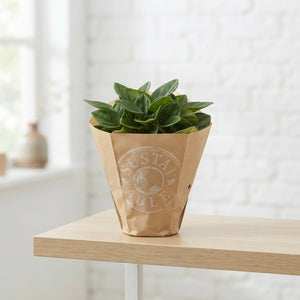 Green Peperomia Houseplant – 17cm Pot