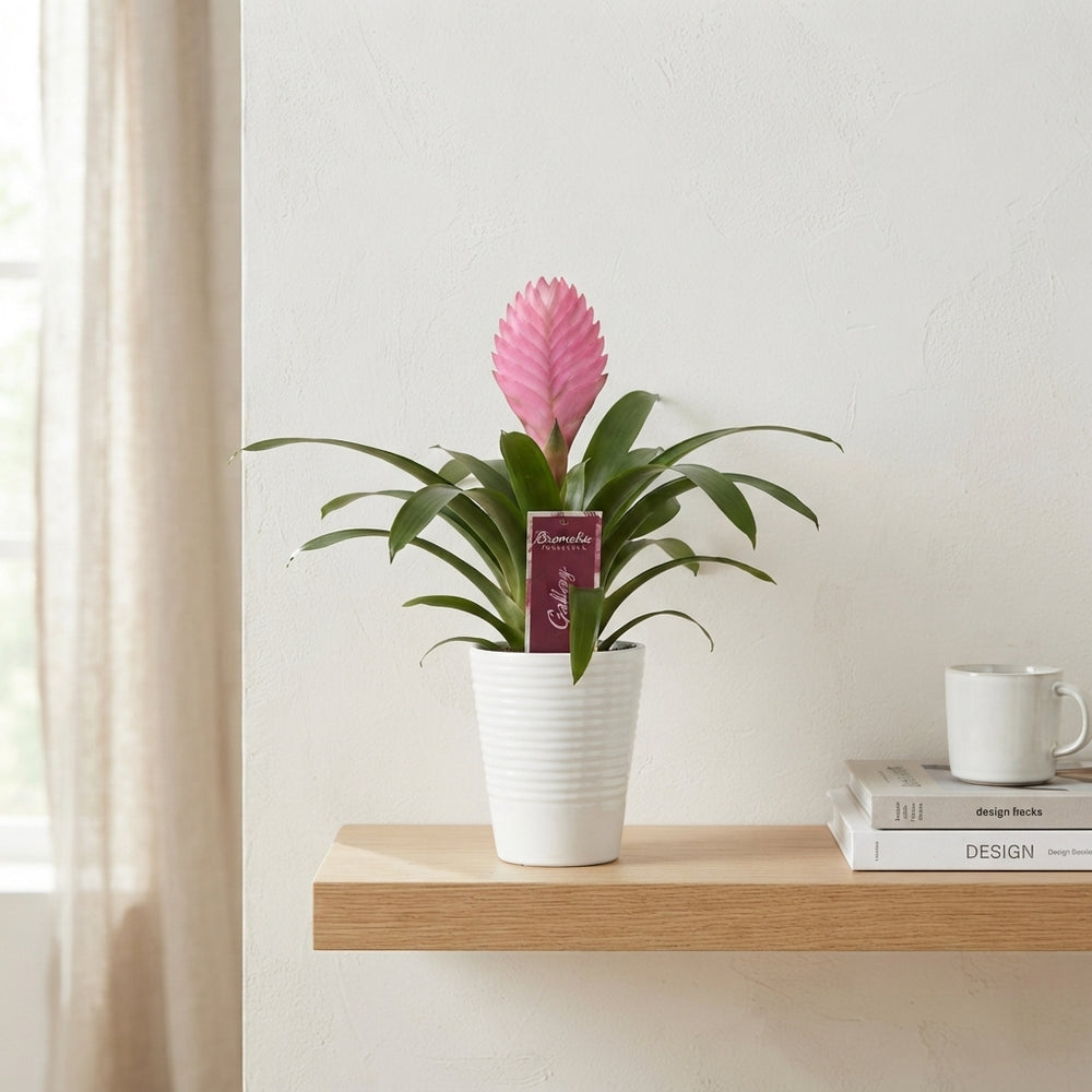 Mixed Guzmania Bromeliad – 11cm Ribbed Ceramic Pot