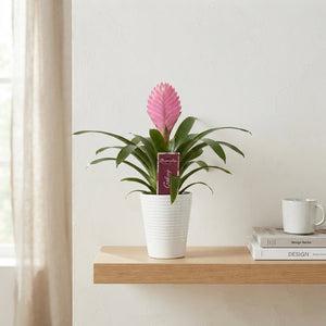 Mixed Guzmania Bromeliad – 11cm Ribbed Ceramic Pot