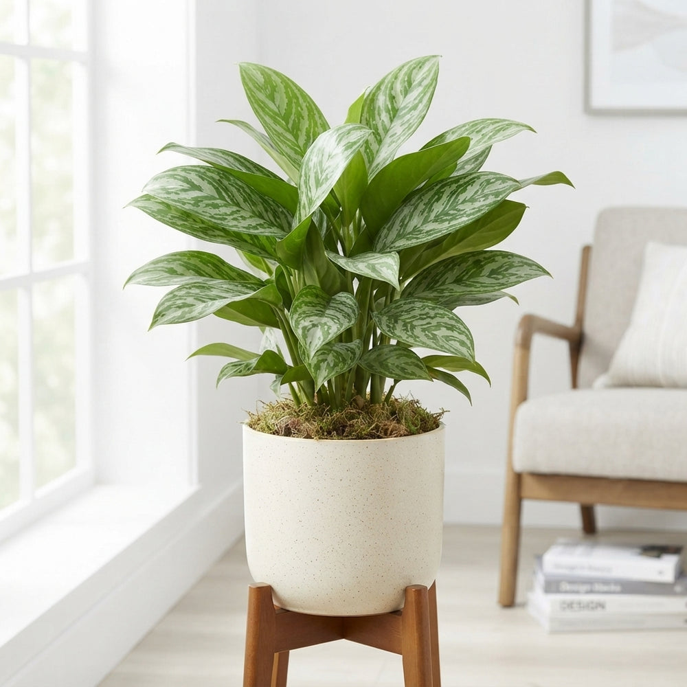 Aglaonema ‘Stripes’ – 17cm Pot, 75cm High