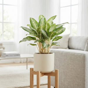 Aglaonema 'Anouk' – 17cm Pot, Approx. 60cm Tall