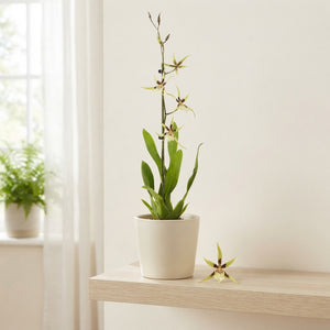 Oncidium Orchid – 12cm Pot, 60cm Tall