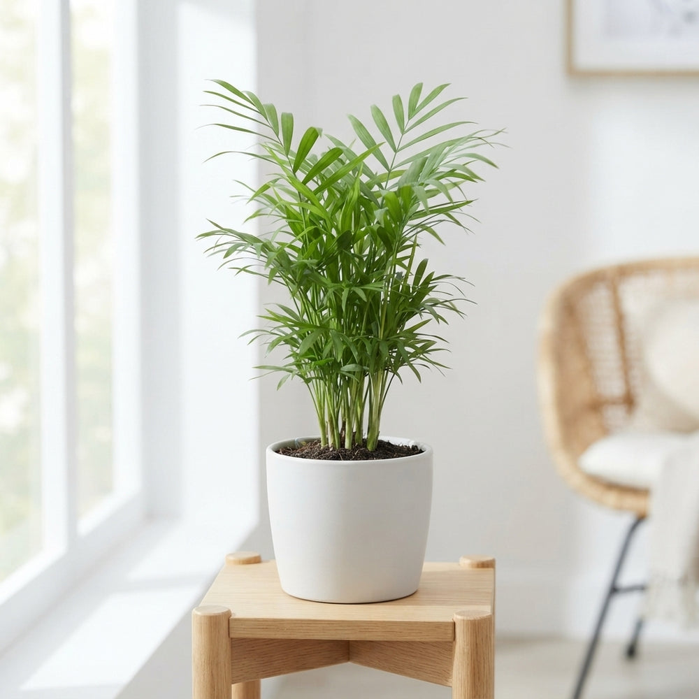 Parlour Palm (Chamaedorea elegans) – 9cm Pot