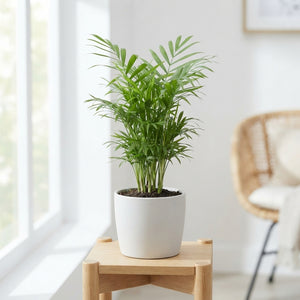Parlour Palm (Chamaedorea elegans) – 9cm Pot