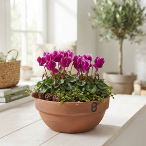 Autumn Terracotta Plant Arrangement – 23cm Dish