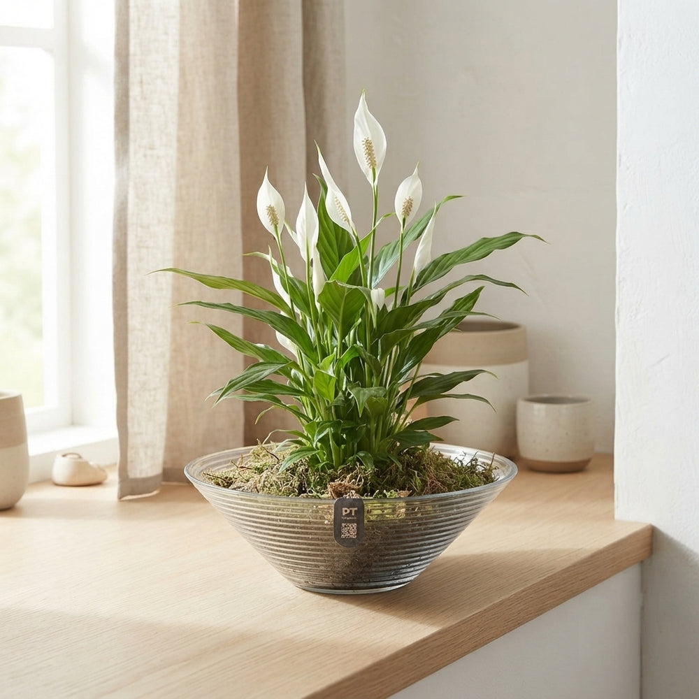 Autumn Glass Bowl Plant Arrangement – 26cm