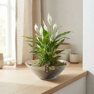 Autumn Glass Bowl Plant Arrangement – 26cm