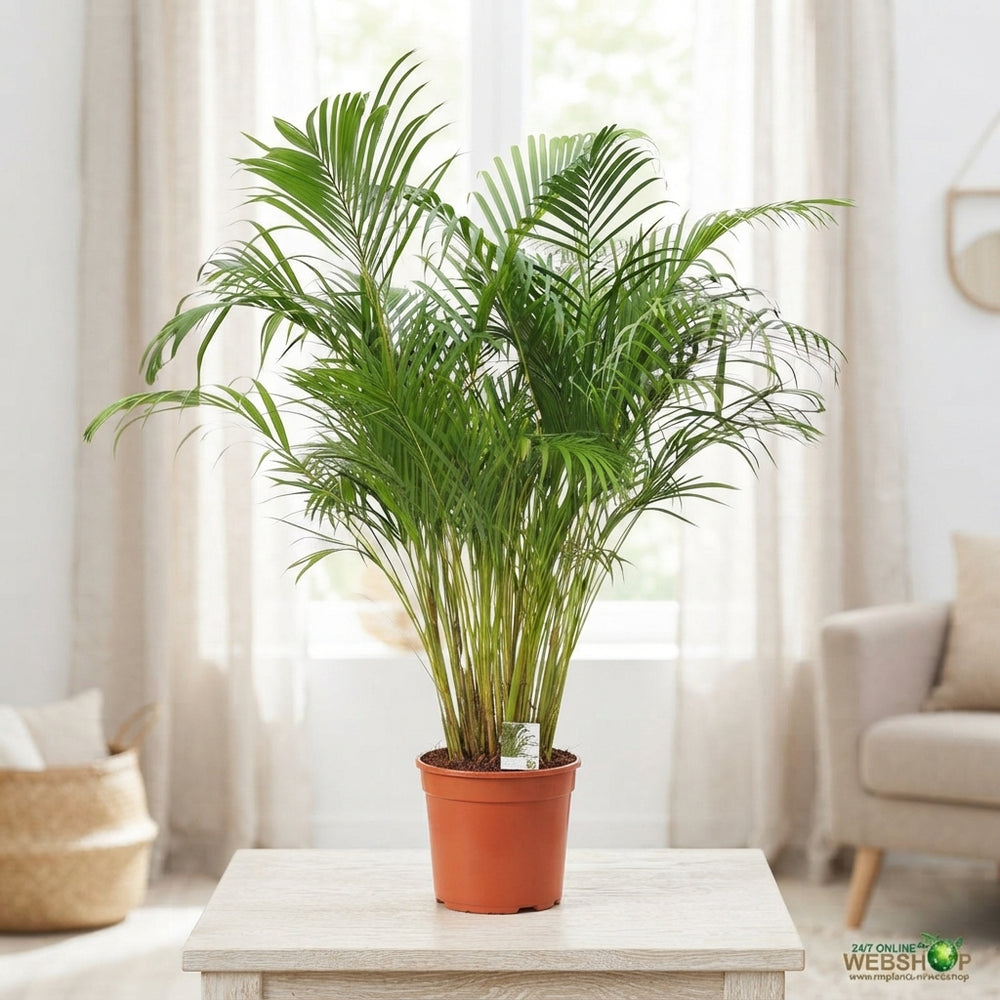 Areca Palm (Dypsis lutescens) – 24cm Pot, 135cm