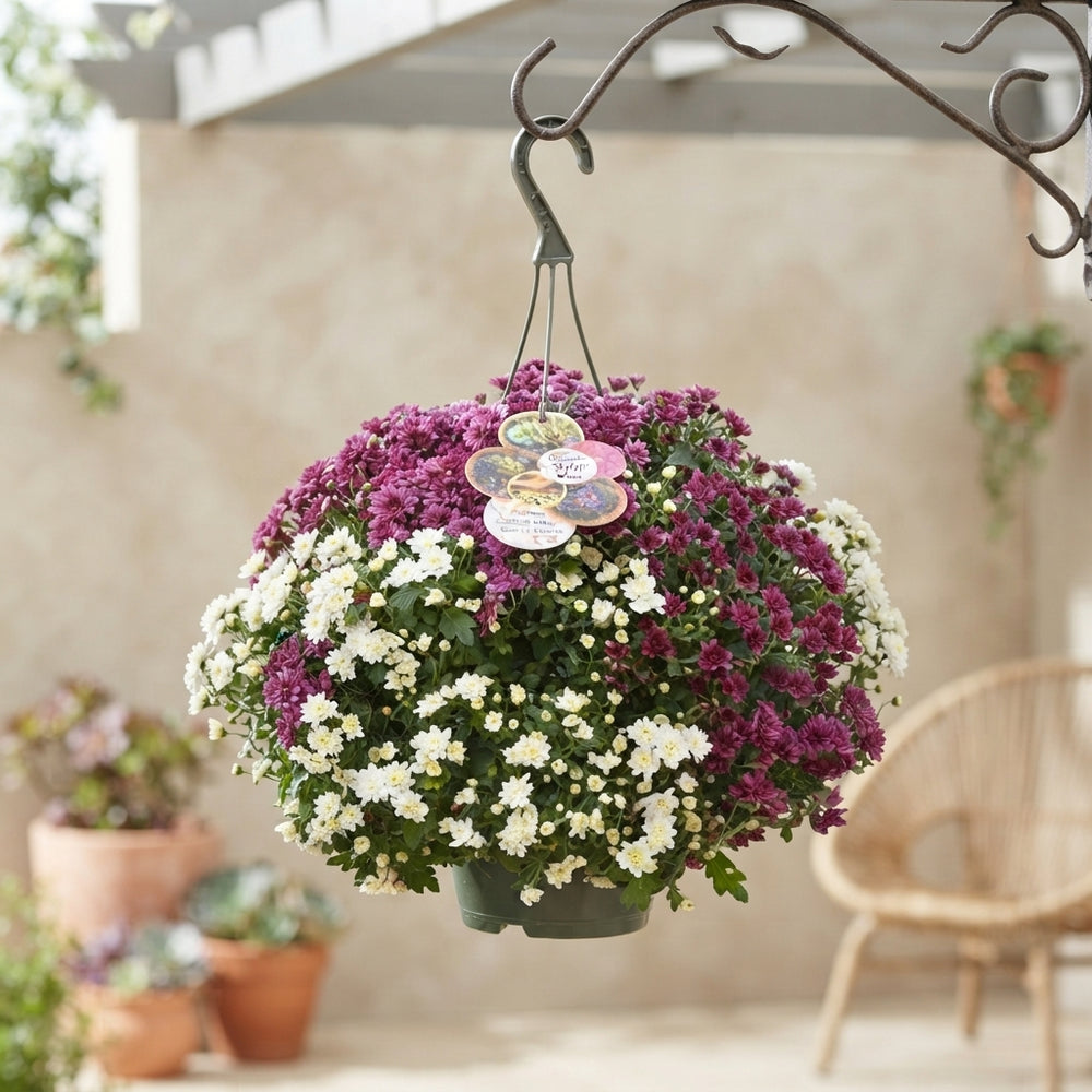 Mixed Chrysanthemum Hanging Basket – 23cm Pot