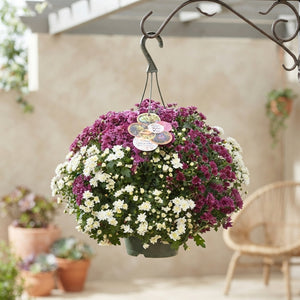 Mixed Chrysanthemum Hanging Basket – 23cm Pot