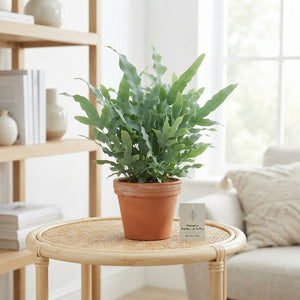 Blue Star Fern (Phlebodium aureum) – 17cm Pot