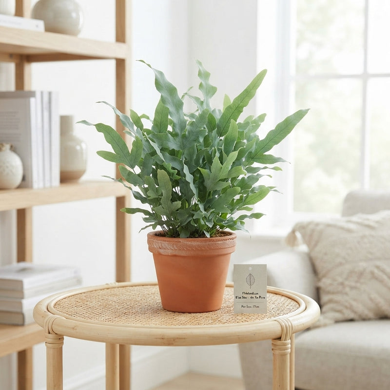 Blue Star Fern (Phlebodium aureum) – 17cm Pot
