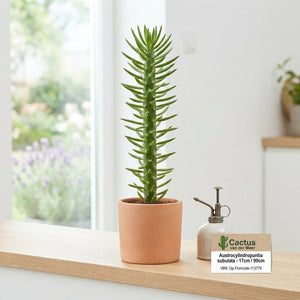 Austrocylindropuntia Subulata Cactus – 17cm Pot