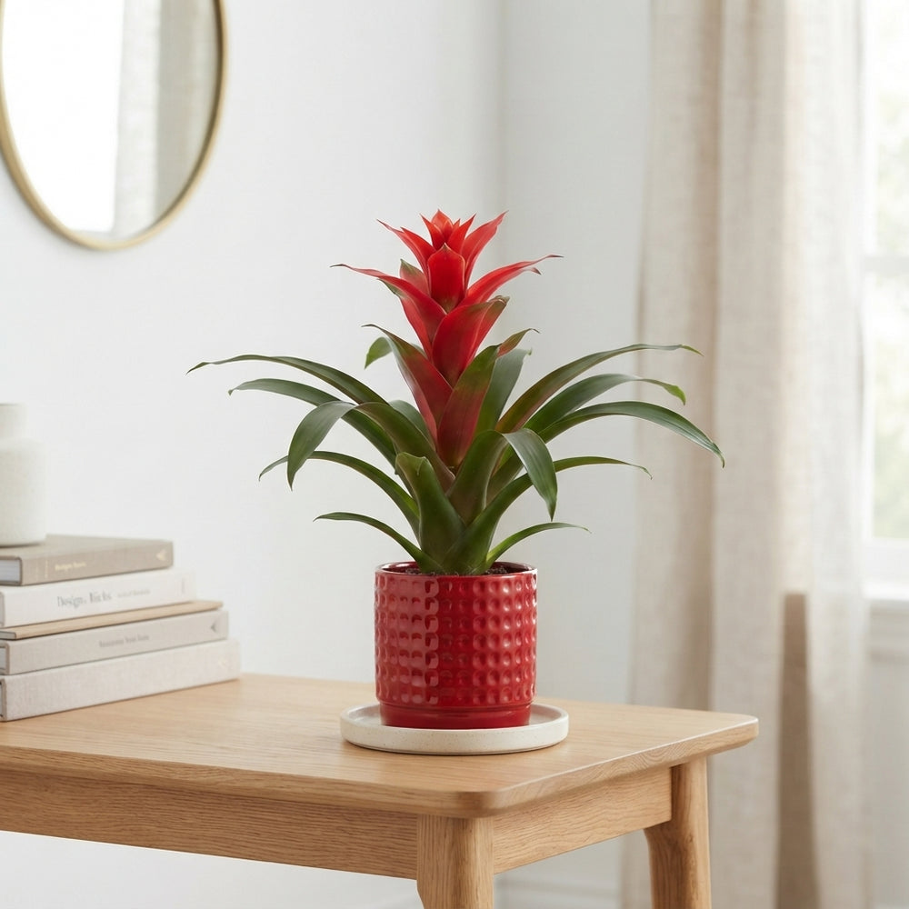 Mixed Guzmania Bromeliad in Ceramic Diamond Pot – 10cm
