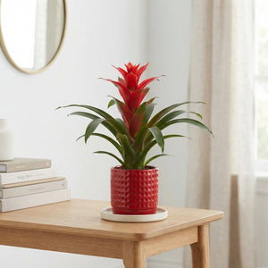 Mixed Guzmania Bromeliad in Ceramic Diamond Pot – 10cm