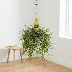 Maori Muehlenbeckia – 22cm Pot, 35cm High