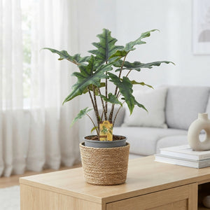 Alocasia Jacklyn – 14cm Pot, 45cm High