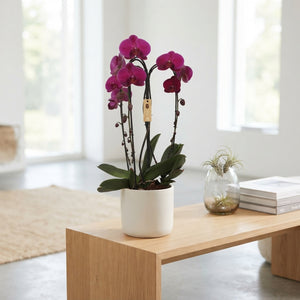 Pink Phalaenopsis Orchid – 3 Stem, 21cm Pot