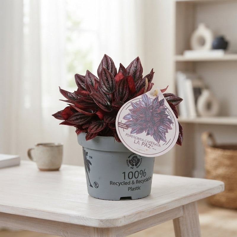 Peperomia Caperata ‘La Paz’ – 12cm Pot