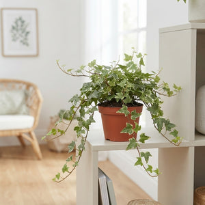 Common Ivy (Hedera helix) – 13cm Pot