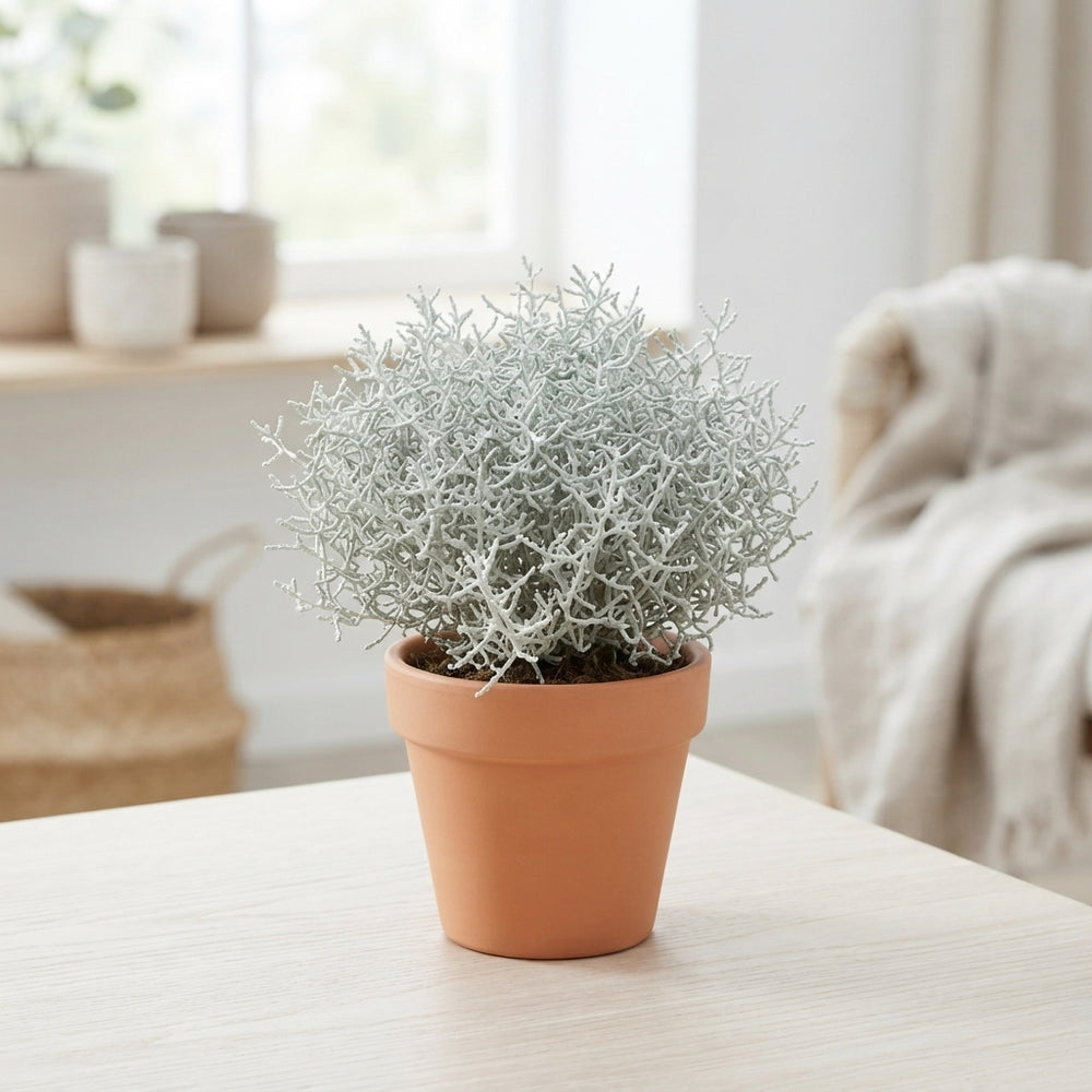 Leucophyta brownii Cushion Bush – 10.5cm Pot