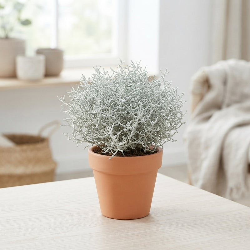 Leucophyta brownii Cushion Bush – 10.5cm Pot
