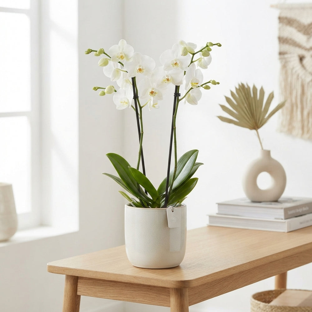 White Phalaenopsis Orchid – 12cm Pot, 65cm Tall