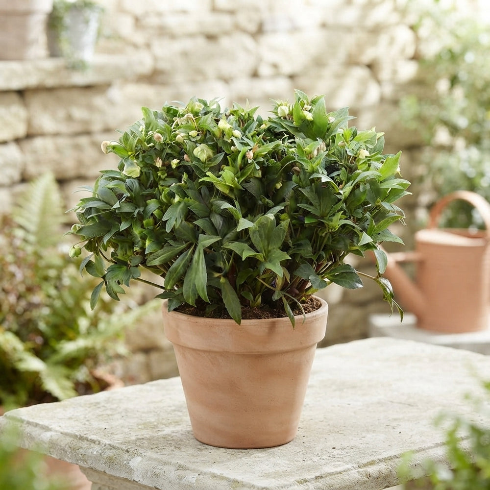 Hellebore ‘Winterbells’ – 17cm Pot, 45cm High