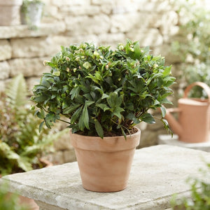 Hellebore ‘Winterbells’ – 17cm Pot, 45cm High
