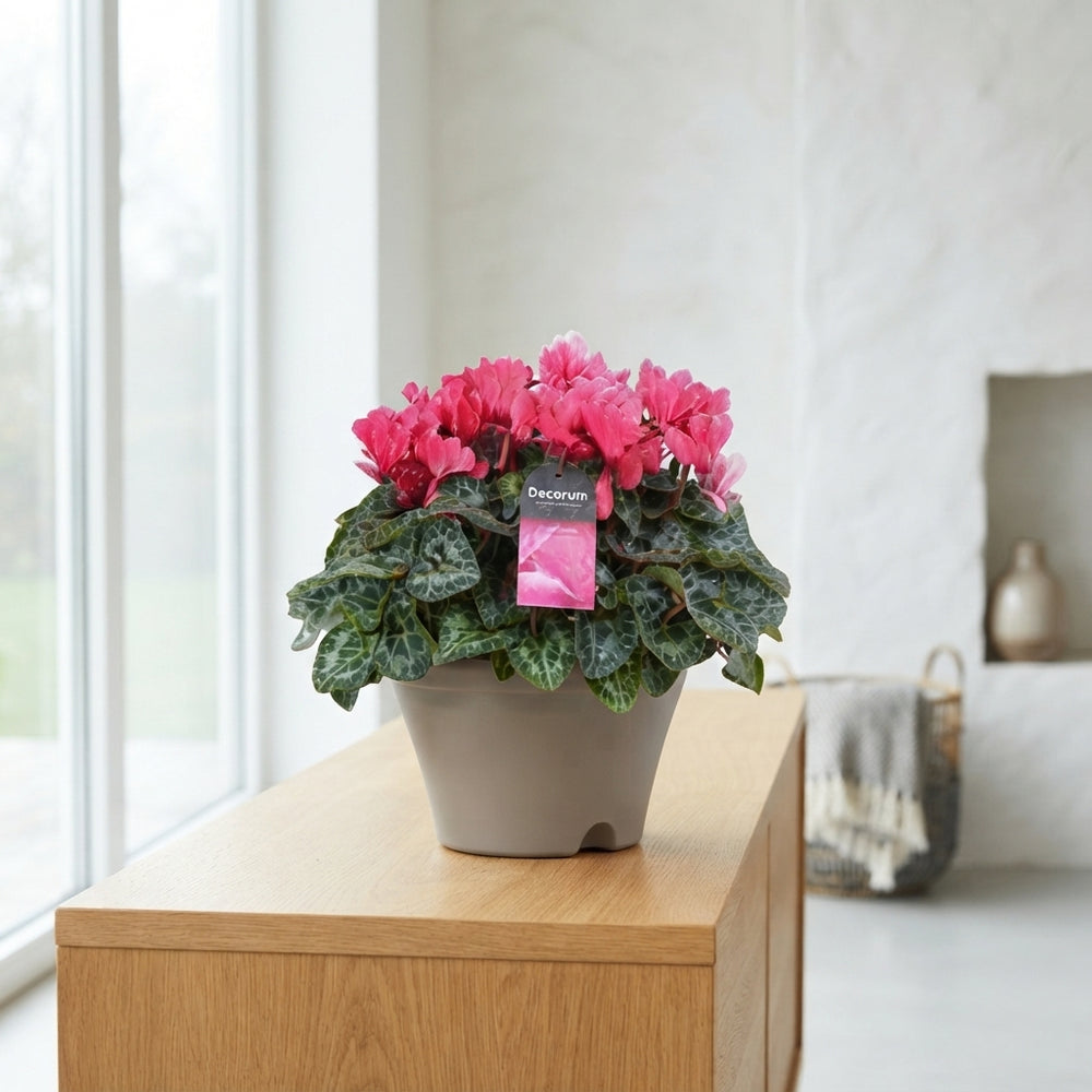 Large-Flowered Cyclamen persicum – 22cm Pot