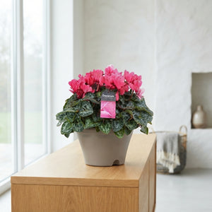 Large-Flowered Cyclamen persicum – 22cm Pot