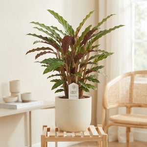 Calathea Rufibarba Prayer Plant – 17cm Pot, 70cm High
