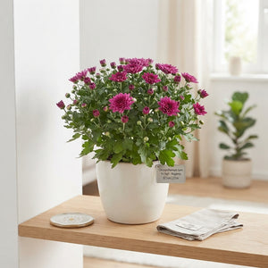 Mixed Chrysanthemum Houseplant – 23cm Pot