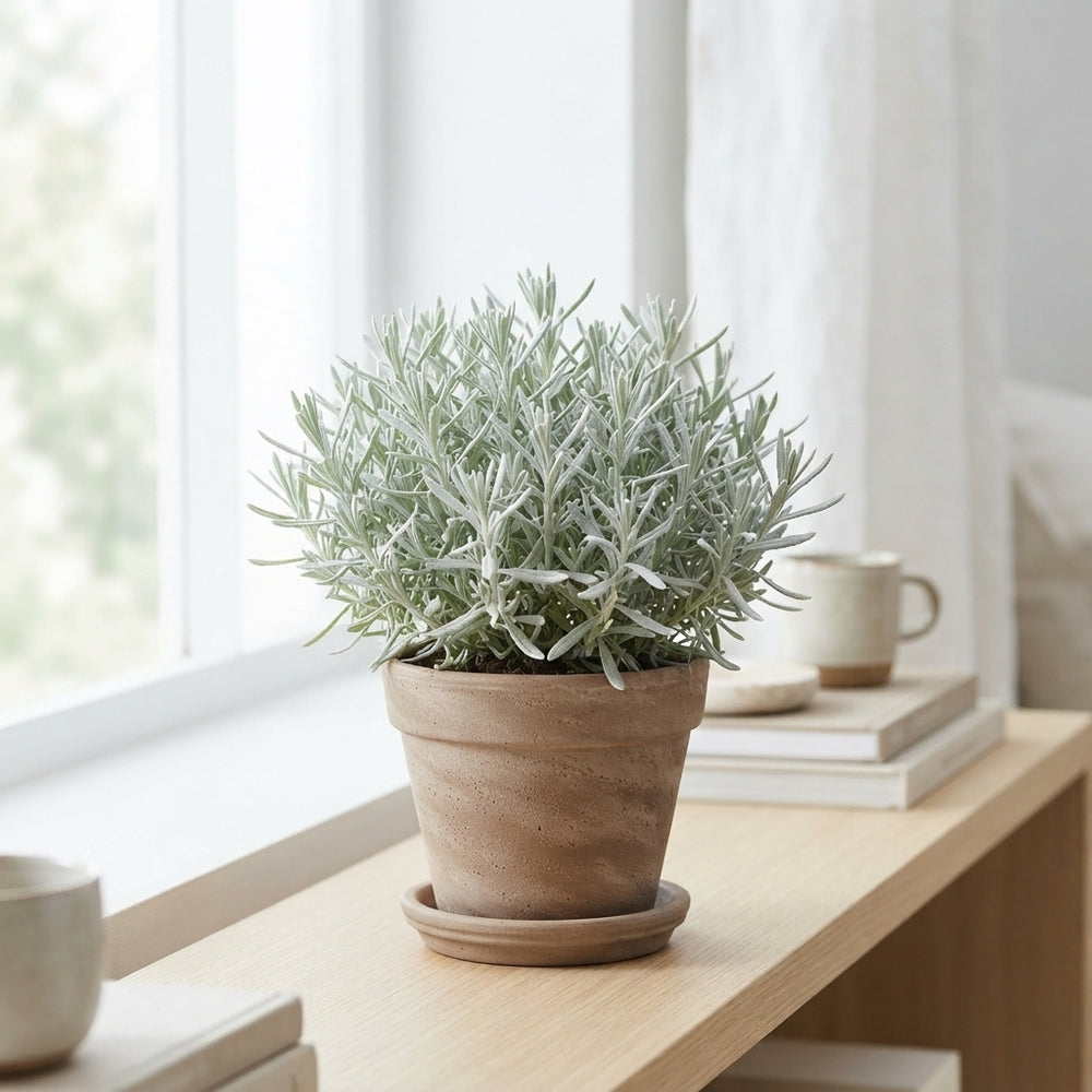 Silverball Curry Plant (Helichrysum stoechas) – 10.5cm Pot