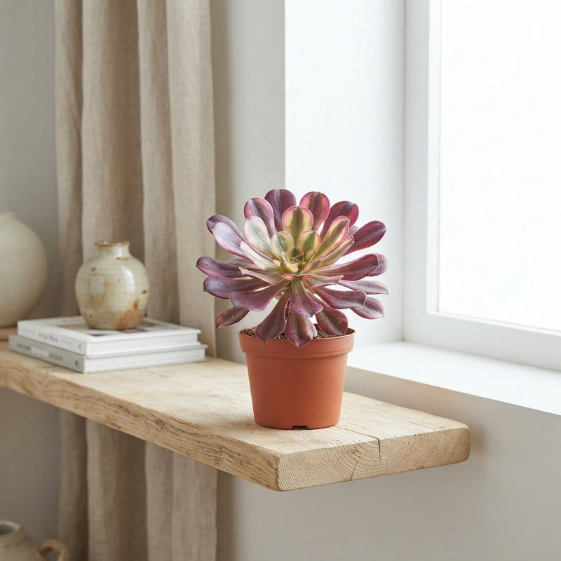 Aeonium ‘Tricolor’ – 10.5cm Pot