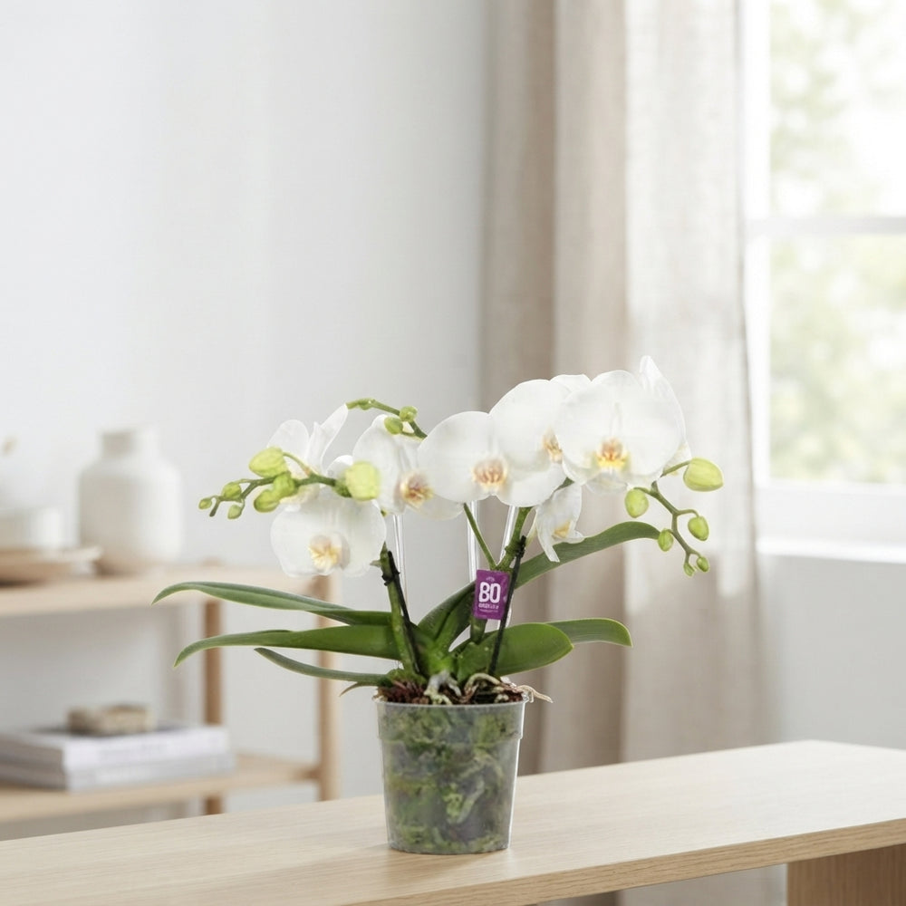 White Phalaenopsis Orchid – 2 Stem, 12cm Pot