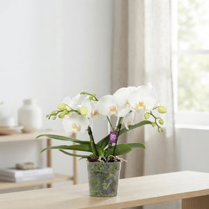 White Phalaenopsis Orchid – 2 Stem, 12cm Pot
