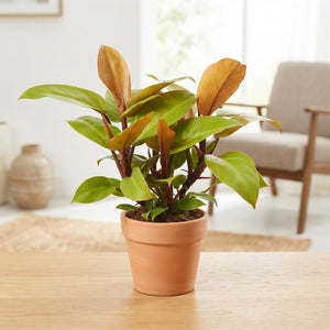Philodendron Orange Princes – 13cm Pot