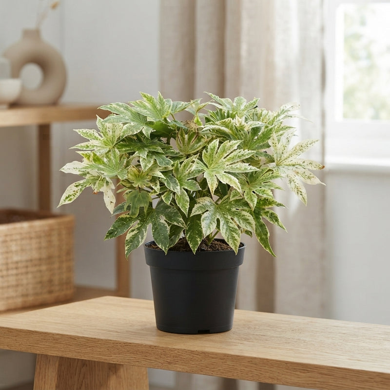 Variegated Japanese Aralia (Fatsia japonica) – 17cm Pot