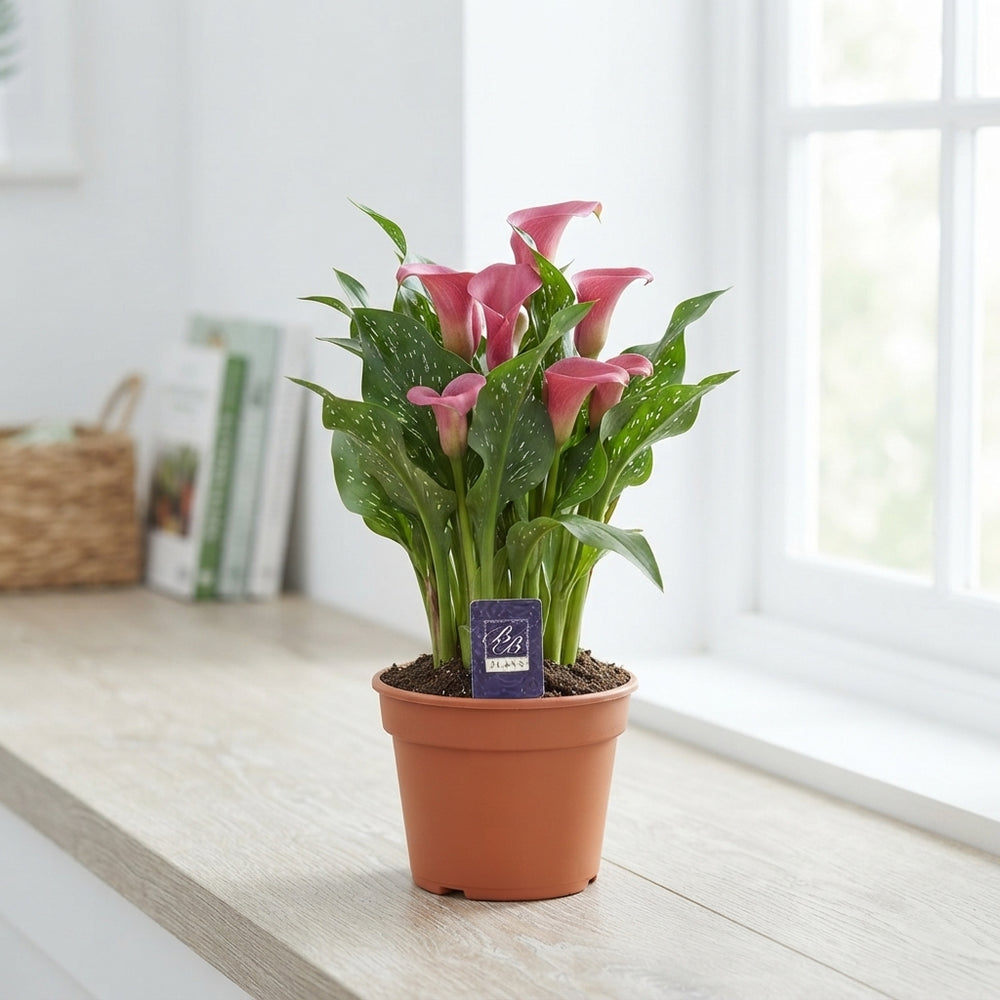 White Calla Lily (Zantedeschia) – 14cm Pot