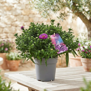 Purple Aster ‘Alpha Pink’ (Aster dumosus) – 12cm Pot