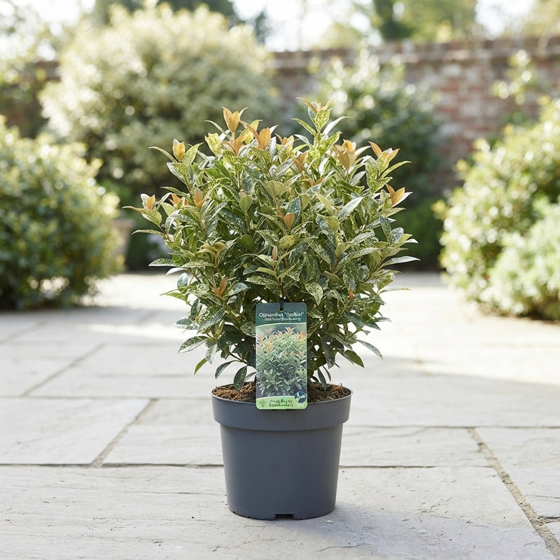 Osmanthus Goshiki ‘He Goshiki’ – 17cm Pot