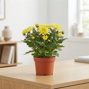 Mixed Chrysanthemum Houseplant – 12cm Pot
