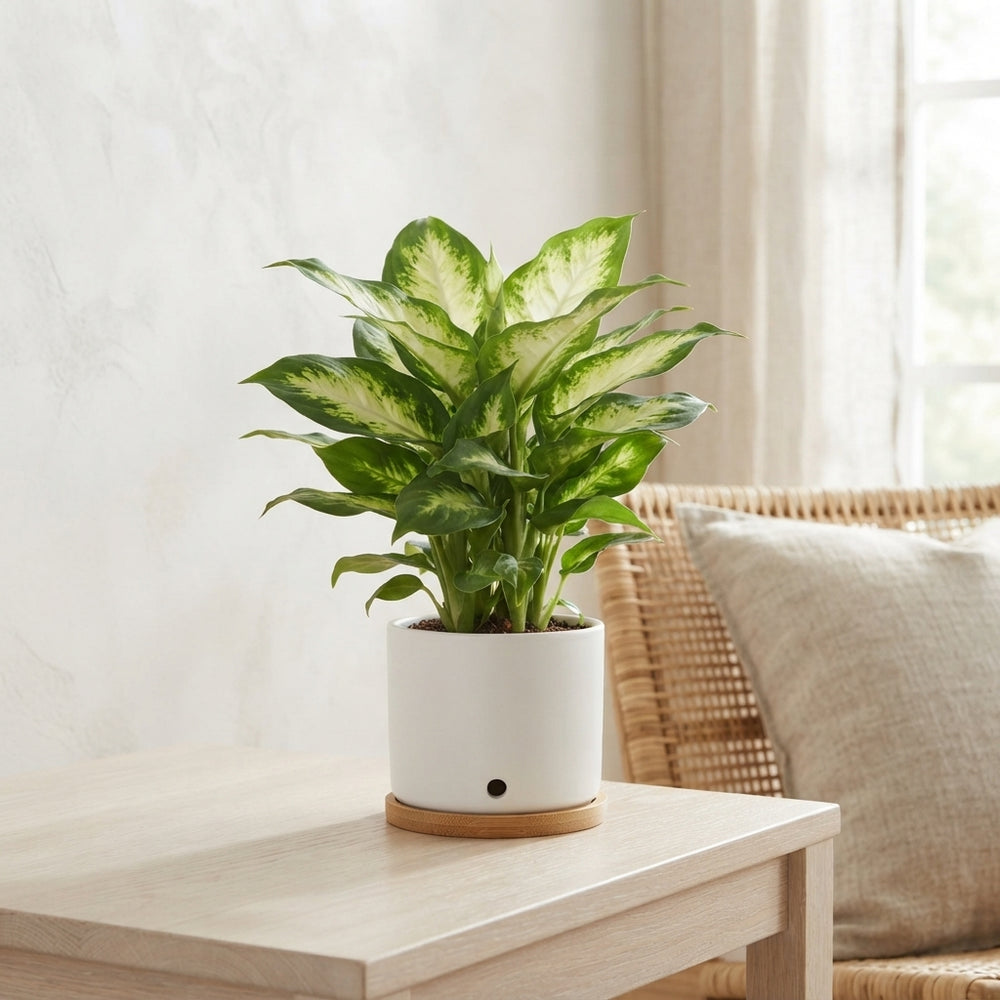 Dieffenbachia Camille – 9cm Pot, Approx. 36cm High