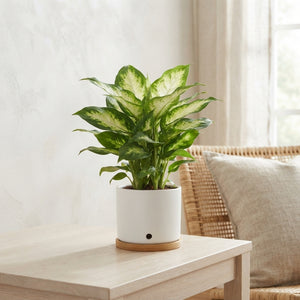 Dieffenbachia Camille – 9cm Pot, Approx. 36cm High
