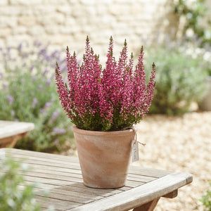 Calluna vulgaris Beauty Ladies Heather – 11cm Pot