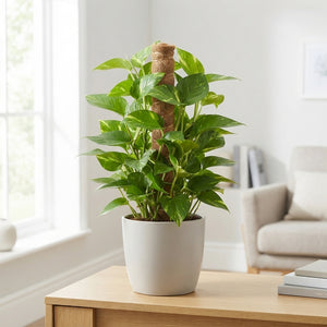 Epipremnum Moss Pole Plant – 17cm Pot, 60cm High