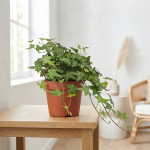 Green English Ivy (Hedera helix) – 13cm Pot